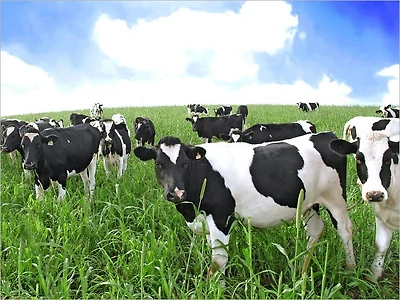 Your Extensive Guide for Profitable Livestock