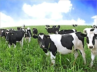 Your Extensive Guide for Profitable Livestock