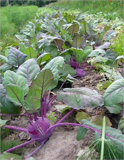 Beginners Guide to Growing Your Own Healthy Organic Vegetables
