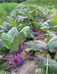 Beginners Guide to Growing Your Own Healthy Organic Vegetables