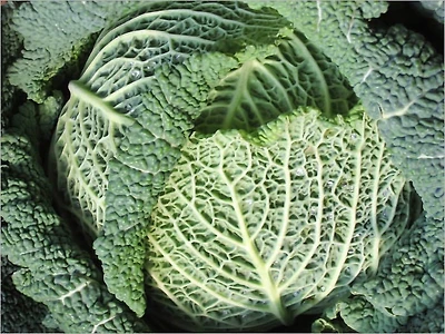 Discover How to Build and Maintain a Healthy Organic Garden