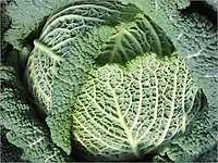Discover How to Build and Maintain a Healthy Organic Garden