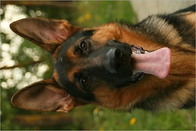Dog Basics Guide for New Dog Owners