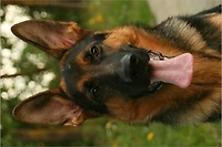Dog Basics Guide for New Dog Owners