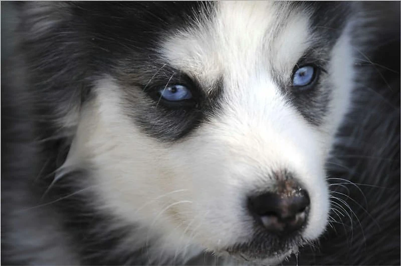 Dog Recipes : Great Compilation of Delicious and Healthy Homemade Foods for Your Beloved Best Friend