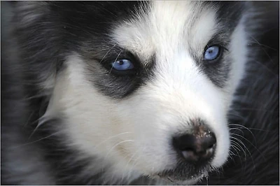 Dog Recipes : Great Compilation of Delicious and Healthy Homemade Foods for Your Beloved Best Friend