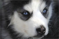 Dog Recipes : Great Compilation of Delicious and Healthy Homemade Foods for Your Beloved Best Friend