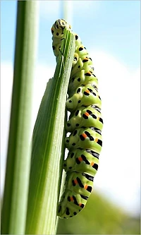 The Glow-Worm and Other Beetles