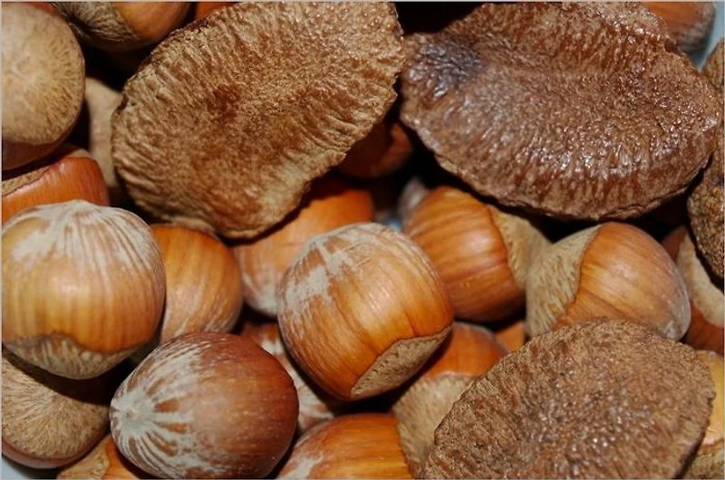 Growing Nuts the North (Illustrated)