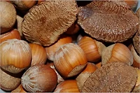 Growing Nuts the North (Illustrated)