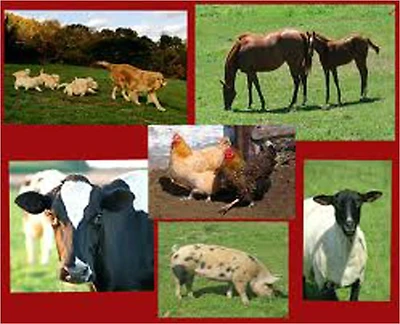 Livestock for Profit