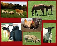 Livestock for Profit