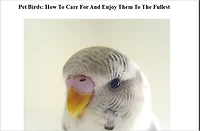 Pet Birds: How To Care For And Enjoy Them To The Fullest