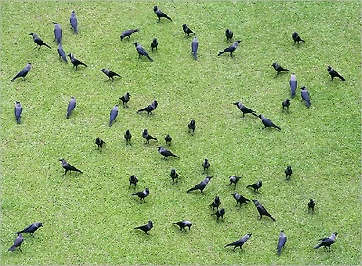Caw Caw; or, The Chronicle Of Crows ([ca. 1848])