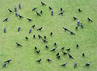 Caw Caw; or, The Chronicle Of Crows ([ca. 1848])