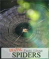 Amazing Facts About Spiders
