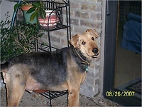My Dog Rusty