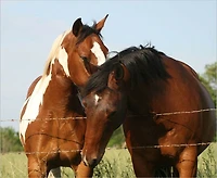 Homemade Horse Treats Recipes Your Horses Will Like