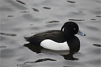 Ducks as Pets Guide: Duck Raising Made Easy