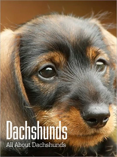 Dachshunds: All About Dachshunds
