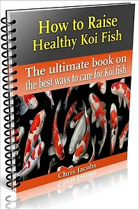 How to Raise Healthy Koi Fish