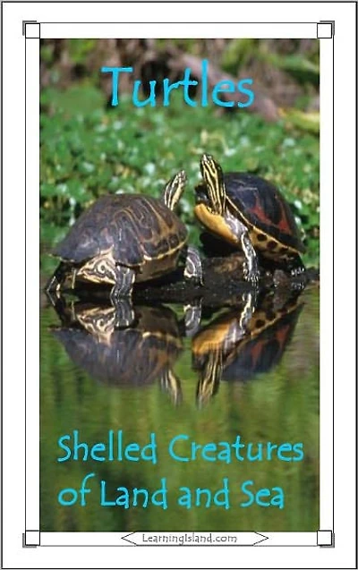 Turtles: Shelled Creatures of Land and Sea