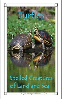 Turtles: Shelled Creatures of Land and Sea