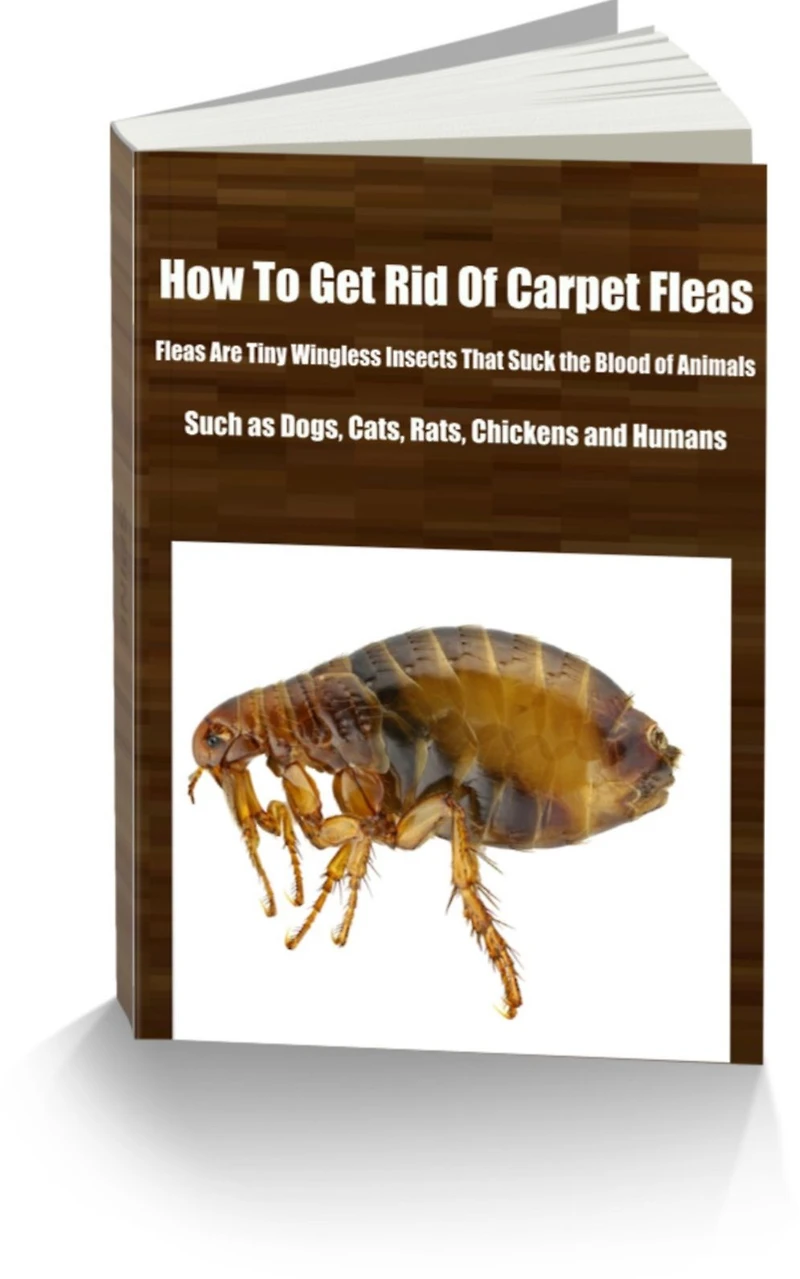 How To Get Rid Of Carpet Fleas Fleas Are Tiny Wingless Insects That Suck the Blood of Animals, Such as Dogs, Cats, Rats, Chickens and Humans. They Live in The Hosts' Fur or Feather, Deriving Nourishment From Their Bodies.