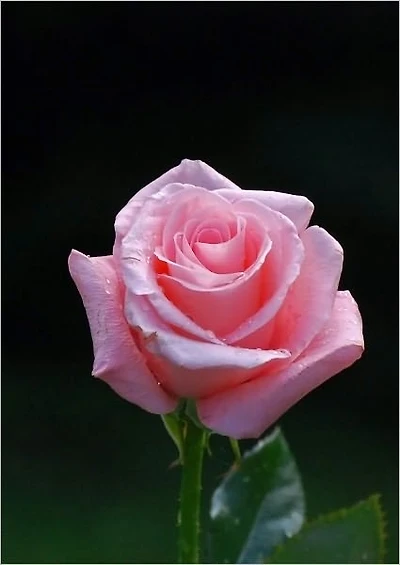 How to Grow Roses: The Art of Taking Care of Your Beautiful Rose Garden
