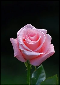 How to Grow Roses: The Art of Taking Care of Your Beautiful Rose Garden