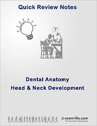 Dental Anatomy: Head and Neck Development