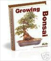 Growing Bonsai Trees