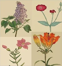 The Botanical Magazine - Illustrated
