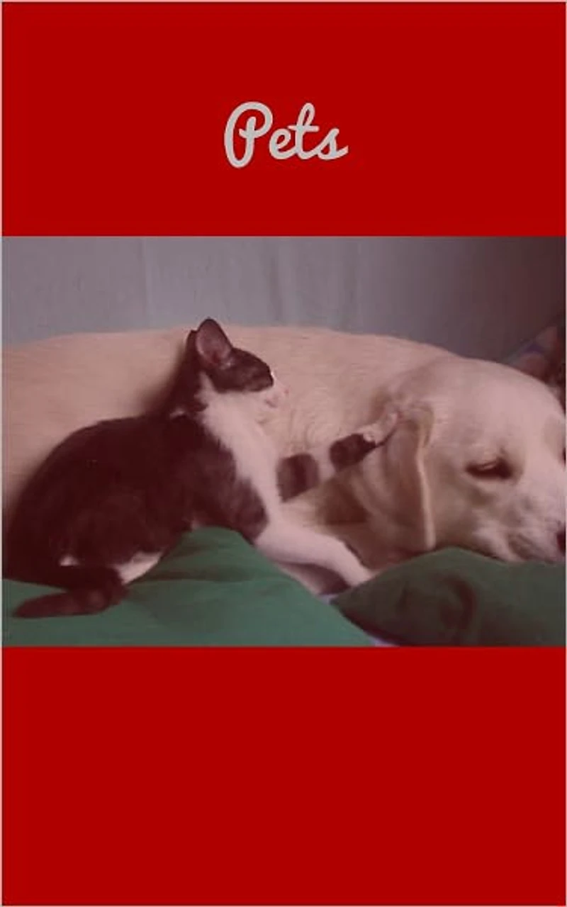 All About Pets – Proper Care And Training