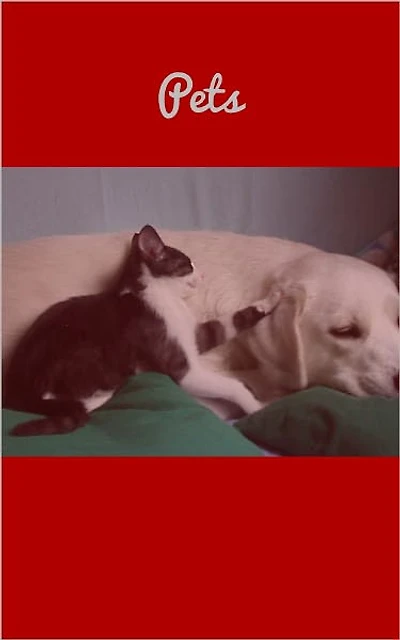 All About Pets – Proper Care And Training