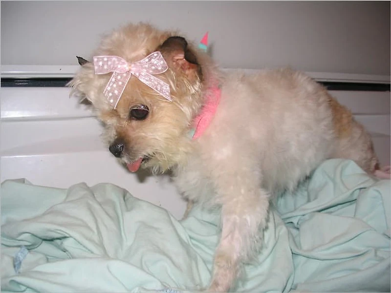 Betty Boop: A Canine Miracle (short story)
