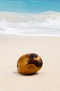 Coconut Oil The Healthy Fat