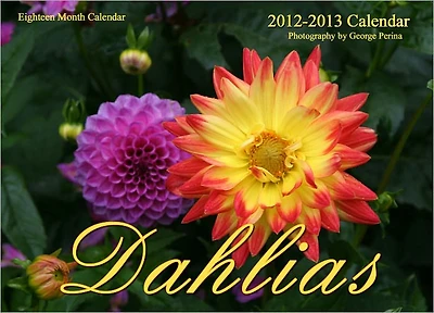 Dahlias