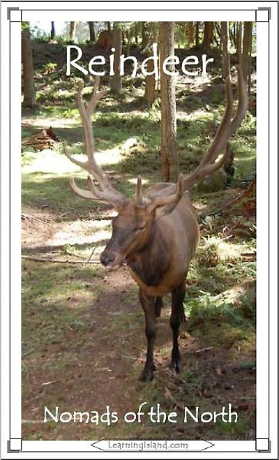 Reindeer: Nomads of the North