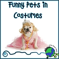Funny Pets in Costumes