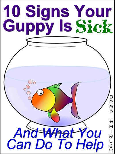 10 Signs Your Guppy Is Sick (And What You Can Do To Help)