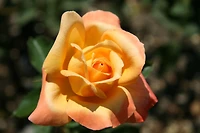 Virtuous Woman, a woman of Grace