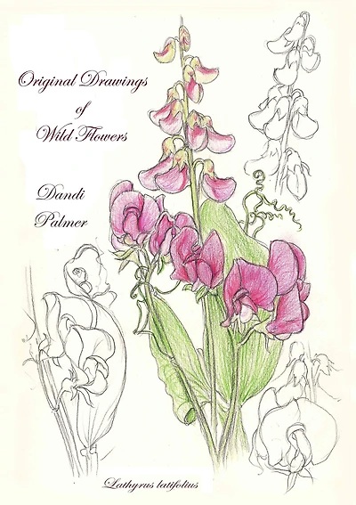 Original Drawings of Wild Flowers