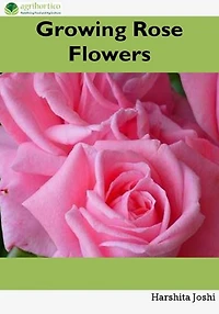 Growing Rose Flowers