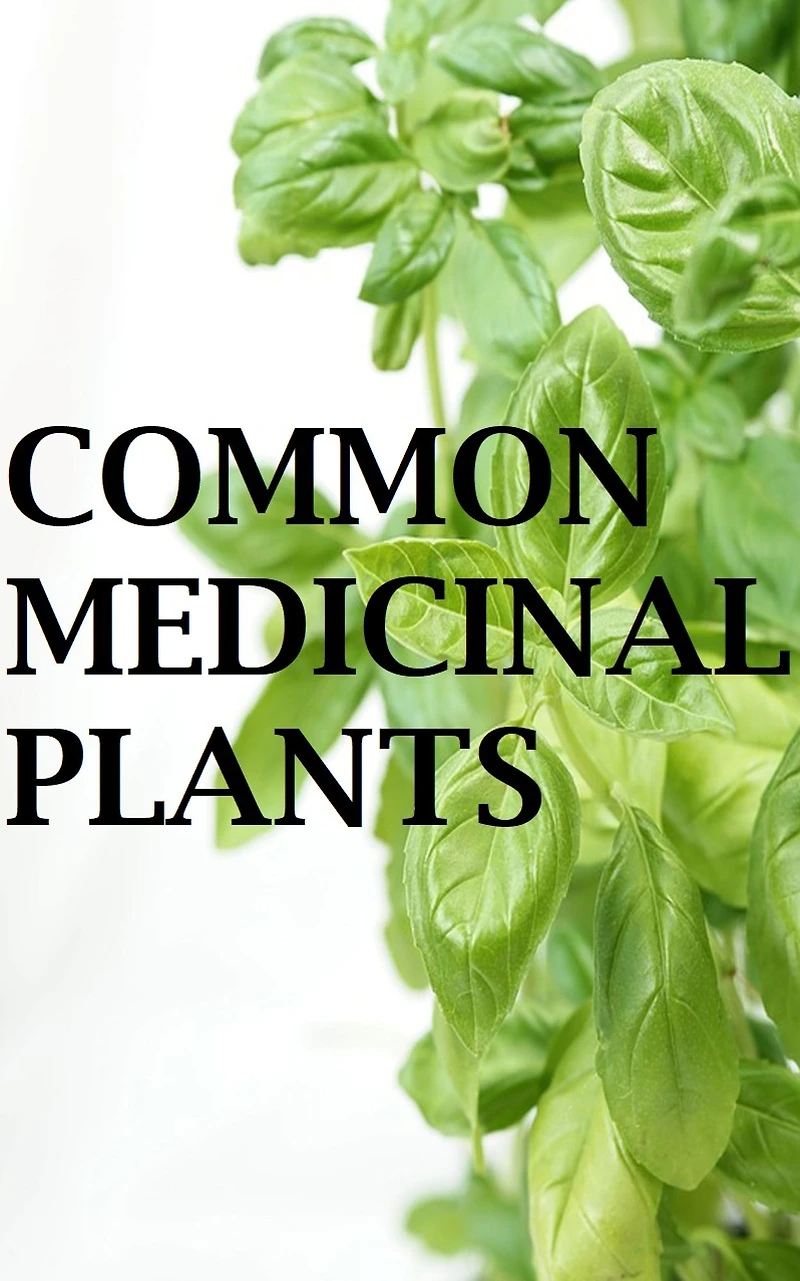 Common Medicinal Plants: Uses and Cultivation Practices