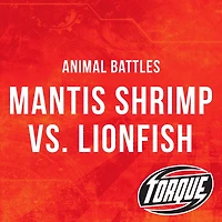 Mantis Shrimp vs. Lionfish