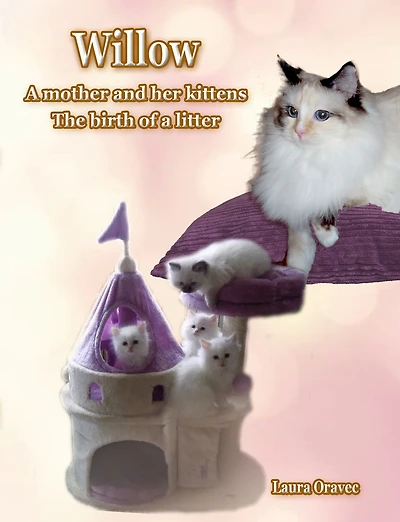 Willow a mother and her kittens: The birth of litter: