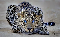 The Cheetah Diary