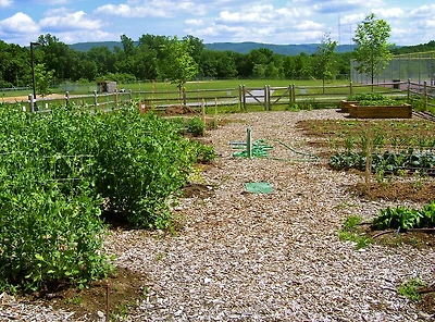 Backyard Gardening 101