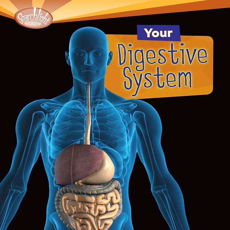 Your Digestive System